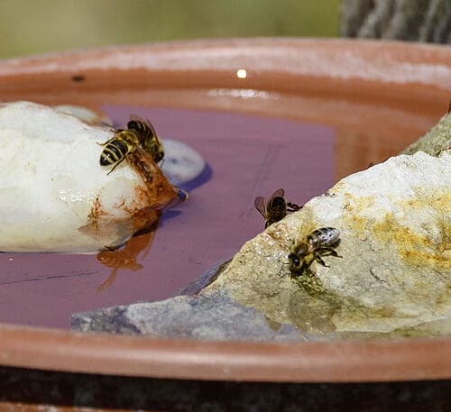 Bienen brauchen Wasser