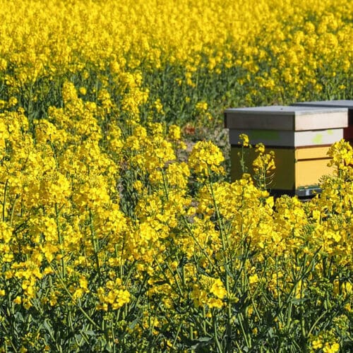 Honig im Frühjahr 2023: Gute Ernte, dort wo Raps blüht.