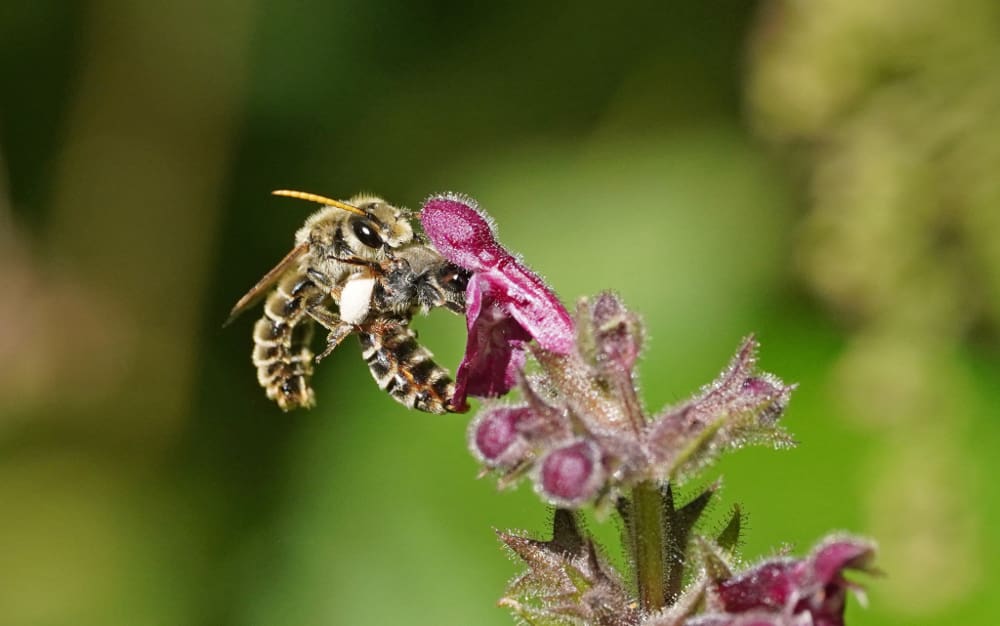neue Bienenart in Deutschland