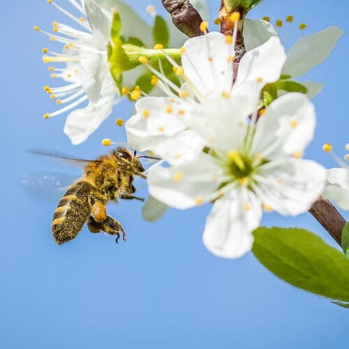 Bestäubungsprämie: Honigbiene auf Kirschblüte