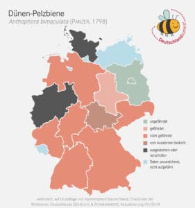 So verbreitet ist die Dünen-Pelzbiene noch in Deutschland.