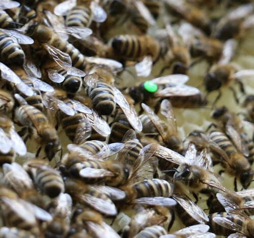 Geschlecht der Bienen