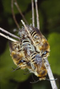 Luzerne-Sägehornbienen