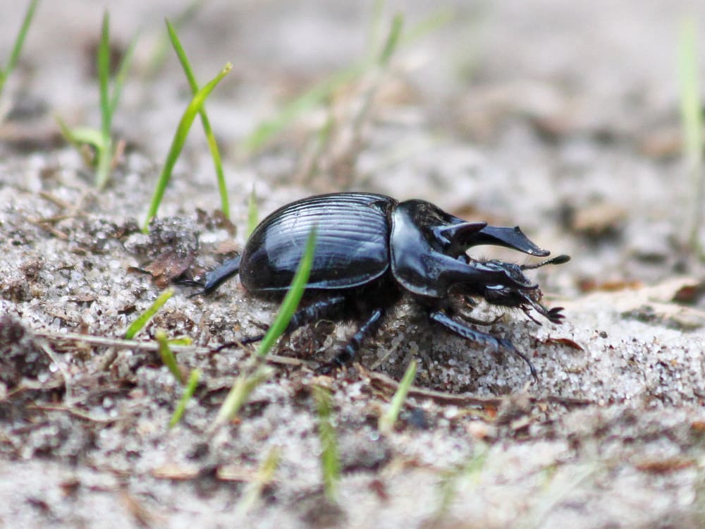 Insekt des Jahres 2024: Der Stierkäfer (Typhaeus typhoeus)