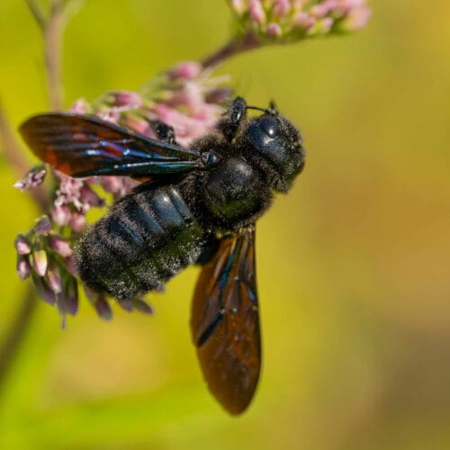 Die Blauschwarze Holzbiene ist die Wildbiene des Jahres 2024