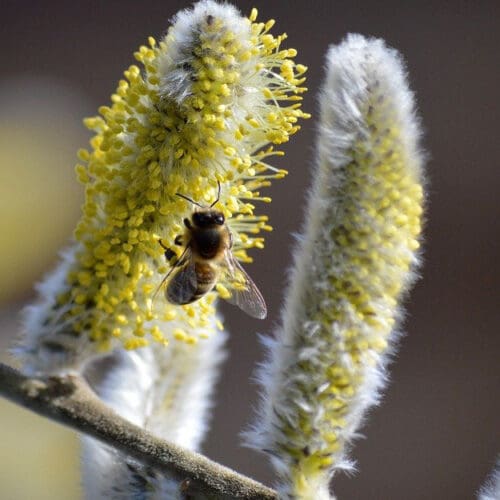 Blüht die Salweide, ist es Zeit, die Bienenvölker zu erweitern