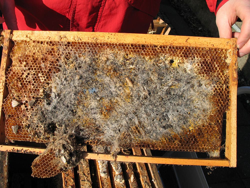 Wachsmottenbefall nach Tod eines Bienenvolkes - Foto: Pia Aumeier