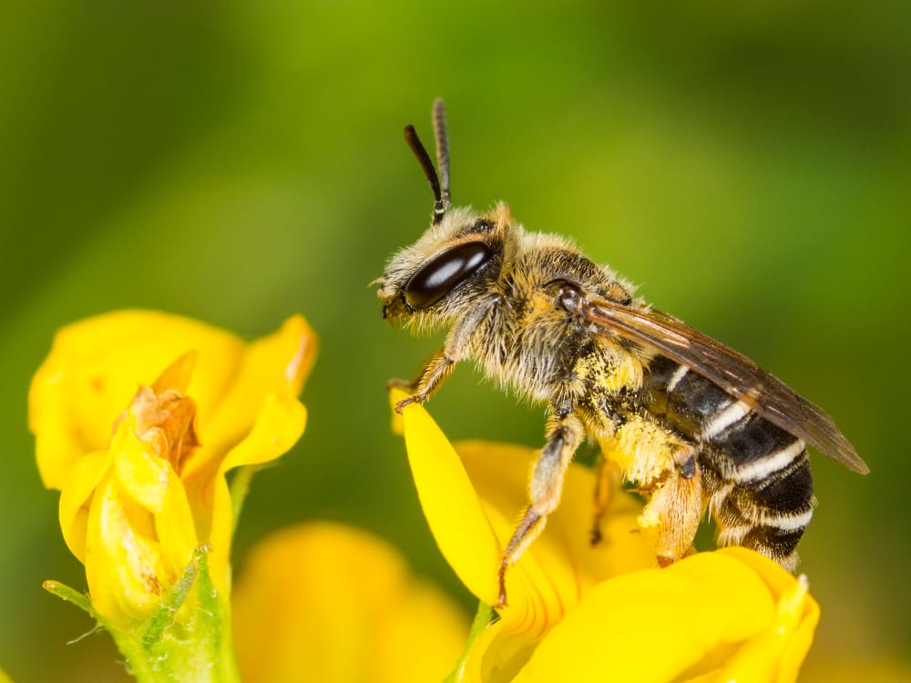 Die Ovale Kleesandbiene (Andrena ovatula) ist die Wildbiene des Monats April 2024.