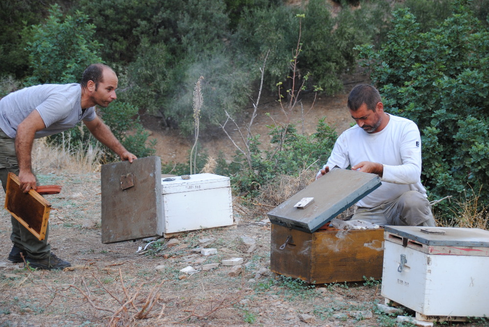 Imkerei auf Kreta: Bienenstand von Feuerwehrmann Manos