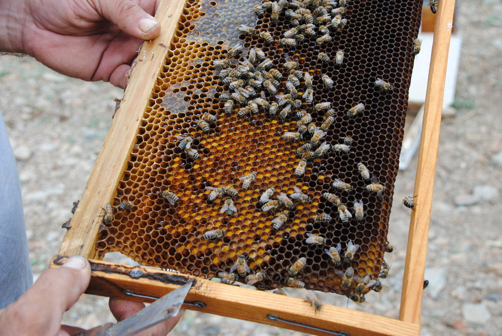 Imkerei auf Kreta: Nosema ceranae